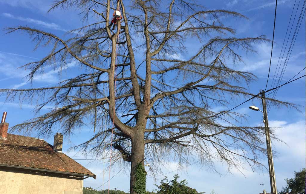 Élagage d'arbres Rigaud Espaces Verts
