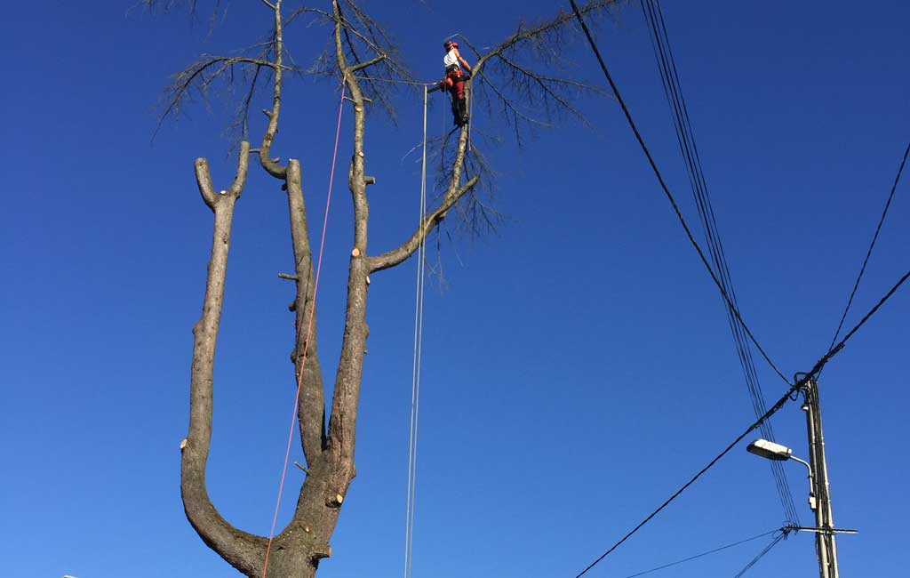 Élagage d'arbres Rigaud Espaces Verts